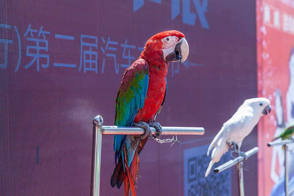 【車展第一天】遇到那個(gè)TA，放棄蘋果8......